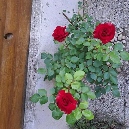 Apartament 2 Proche - Wifi - Animaux Acceptes - Fr-1-323-453 Saint-Jean-de-Monts