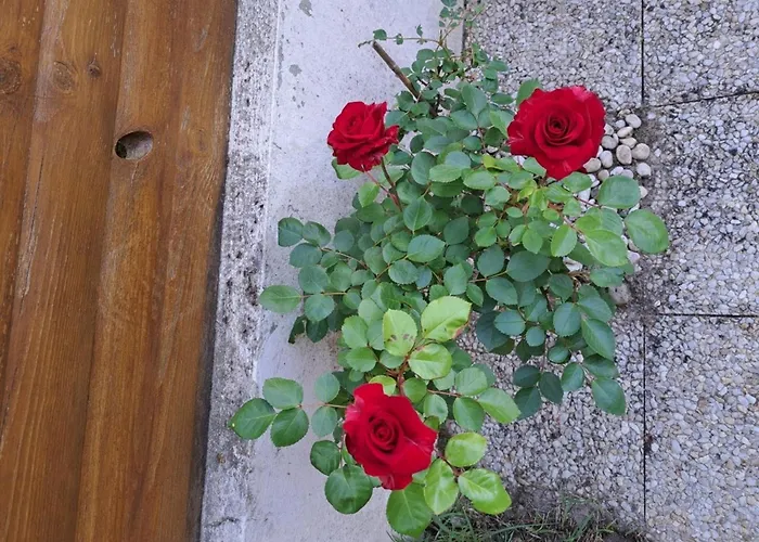 דירה 2 Proche - Wifi - Animaux Acceptes - Fr-1-323-453 סן ז'אן דה מון